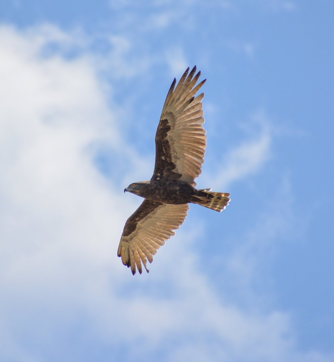 Brown Snake Eagle soaring over Lake Magadi. #birds #BirdsSeenIn2024 #BirdsOfTwitter #birdphotography #ThePhotoHour.