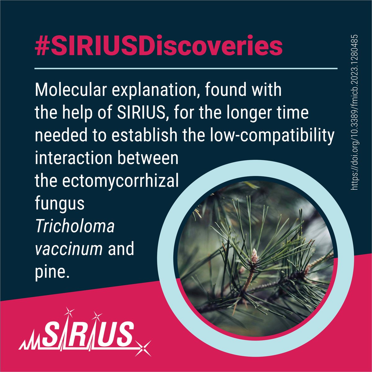 Fungus Tricholoma vaccinum forms ectomycorrhizal symbiosis with trees. Researchers investigated the #phytohormone and #metabolome responses of the trees. Structural proposals for individual metabolites were determined using #SIRIUS_MS. 
#SIRIUSDiscoveries: bright-giant.com/discoveries/