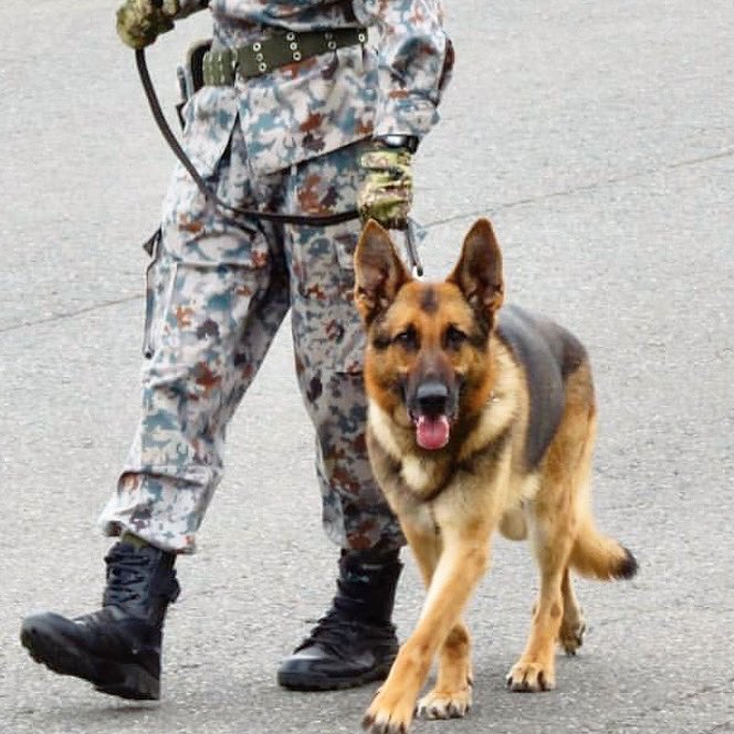 🇯🇵航空自衛隊 入間基地の警戒活動を行う警備犬
🎌K-9 of the Japan Air Self-Defense Forces 

#k9 #k9planet #military #k9heroes #workingdog  #shepherd  #k9military  #militaryworkingdog #自衛隊 #malinois #germanshepherd  #ジャーマンシェパード #警備犬 #航空自衛隊 #jsdf #jasdf