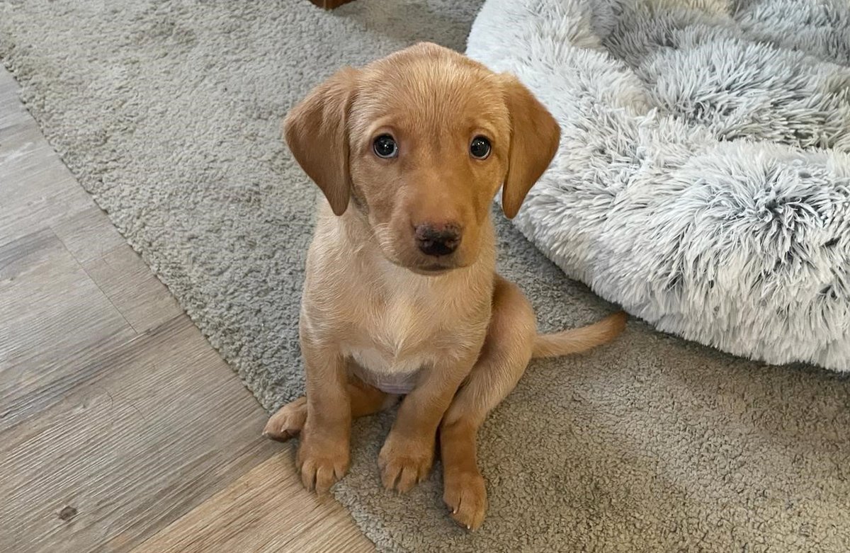 Keltainen labradorinnoutajapentu Tellu istuu sisätiloissa ruskealla matolla ja katsoo kameraan.