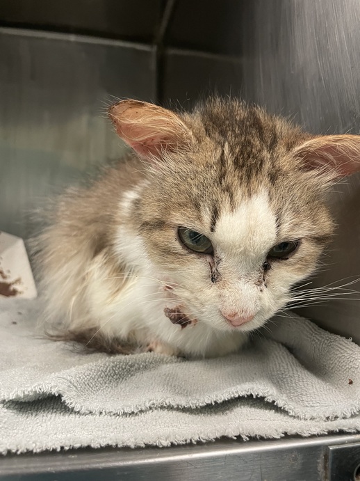 NYCDEATHROWCATS's tweet photo. LATE ADDITIONS ADDED BY ACC - THERE ARE 29 ANIMALS (11 CATS &amp; 18 DOGS)  AT RISK FOR THURSDAY 3/14/24 DEADLINE IS NOON. PLEASE SHARE, FOSTER, ADOPT, TAG FRIENDS, POST TO SOCIAL MEDIA SITES, PLEDGE TO HELP SAVE THEIR LIVES. NEW PHOTOS https://t.co/Rt2PL8RaPy https://t.co/x0zWjiUnB8