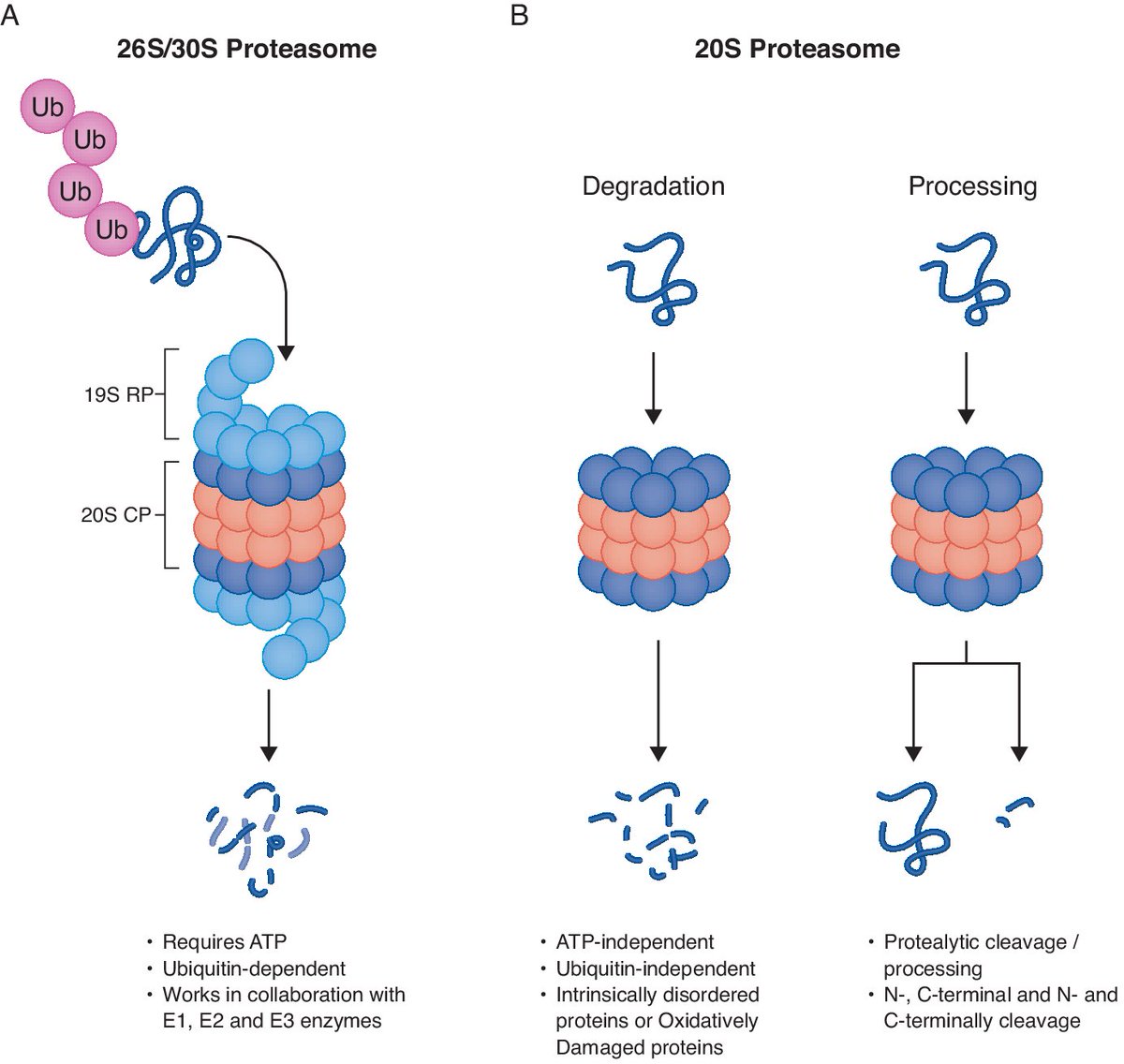 Mol Syst Biol (@molsystbiol) on Twitter photo N&V by <a href="/seth_margolis/">Seth S. Margolis</a> on the study by <a href="/Picotti_Lab/">Picotti Lab</a> & <a href="/MichalSharon3/">Michal Sharon</a> developing an advanced #proteomics method (PiP-MS) to comprehensively explore 20S #proteasome substrates in the human proteome ➡️ embopress.org/doi/full/10.10… N&V by <a href="/seth_margolis/">Seth S. Margolis</a> on the study by <a href="/Picotti_Lab/">Picotti Lab</a> & <a href="/MichalSharon3/">Michal Sharon</a> developing an advanced #proteomics method (PiP-MS) to comprehensively explore 20S #proteasome substrates in the human proteome ➡️ embopress.org/doi/full/10.10…