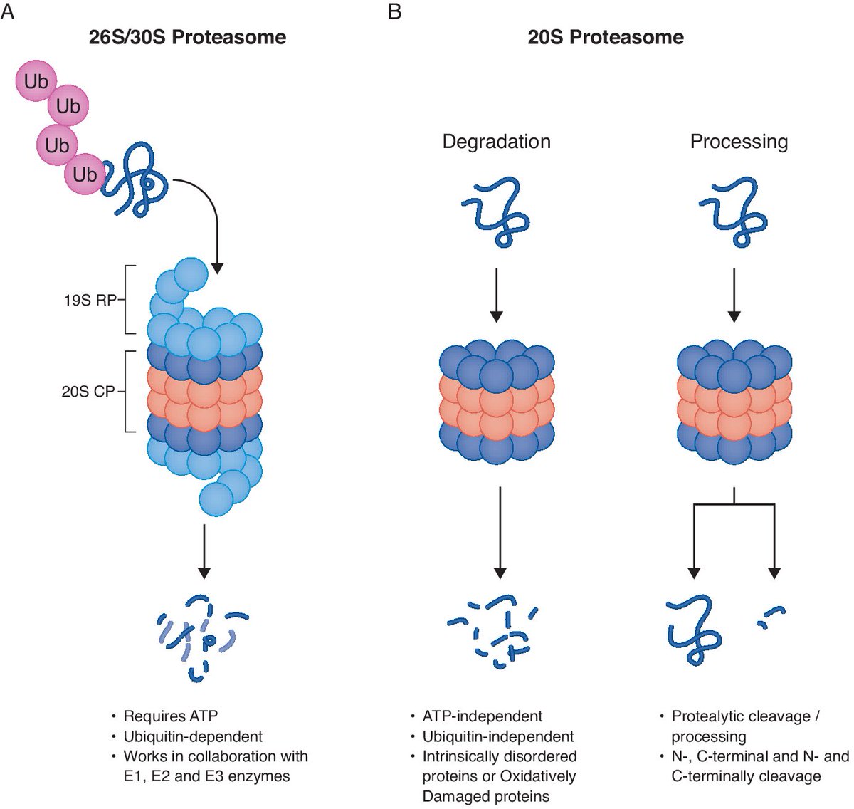 N&V by @seth_margolis on the study by @Picotti_Lab & @MichalSharon3 developing an advanced #proteomics method (PiP-MS) to comprehensively explore 20S #proteasome substrates in the human proteome ➡️ embopress.org/doi/full/10.10…