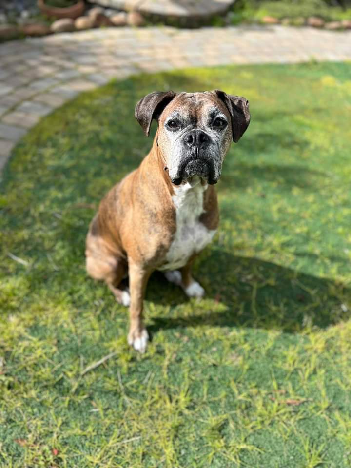 Boxer Lovers tweet media