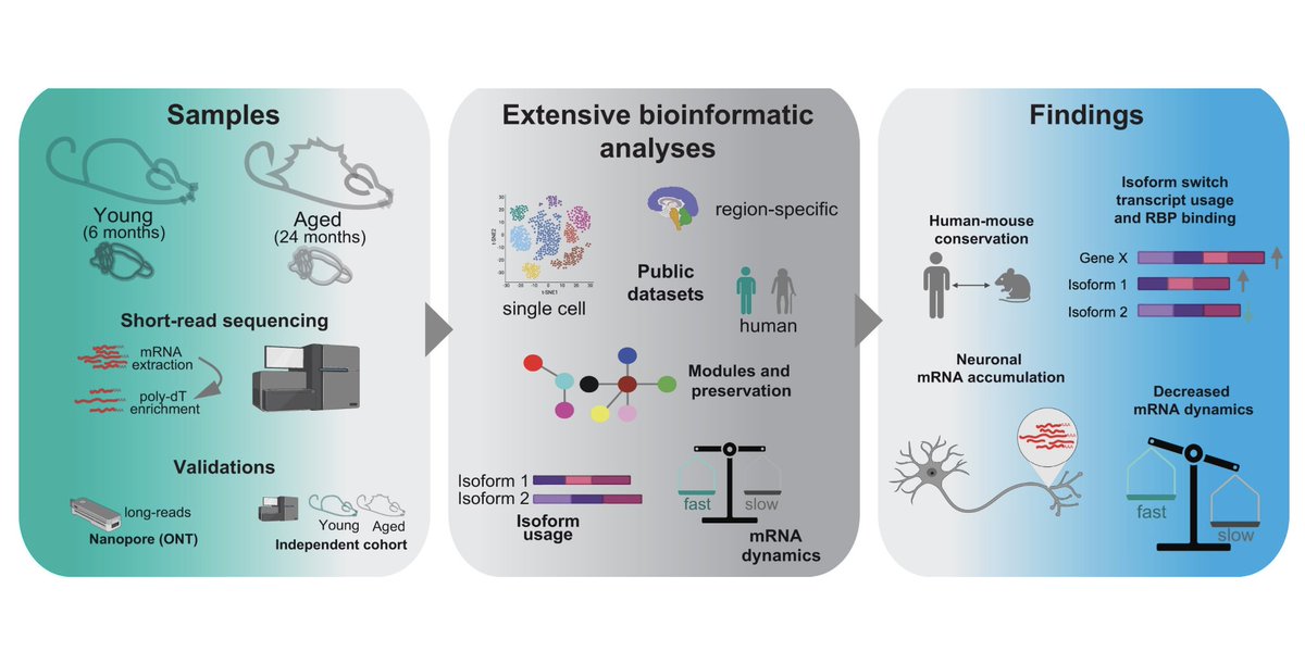 euforna's tweet image. Proud to share our new work @NAR_Open where @NishaHemandhar studied mRNA splicing in the #aging brain together with @MattiaPelizzola, @MattiaFurlan8 and Manja Marz @JenaRNA. Among several changes, aging decreases mRNA dynamics and alters isoform usage doi.org/mk6q