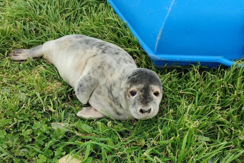 Un jeune phoque, découvert épuisé mardi 12 mars à Plougrescant par des promeneurs, à été secouru par le centre LPO de l'Île-Grande. Il devait être transféré à Océanopolis de Brest. Probablement désorienté par la marée et les forts coefficients, le jeune mammifère a été découvert