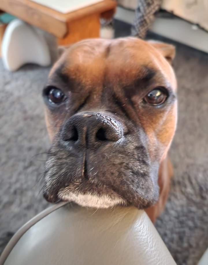 Boxer Lovers tweet media