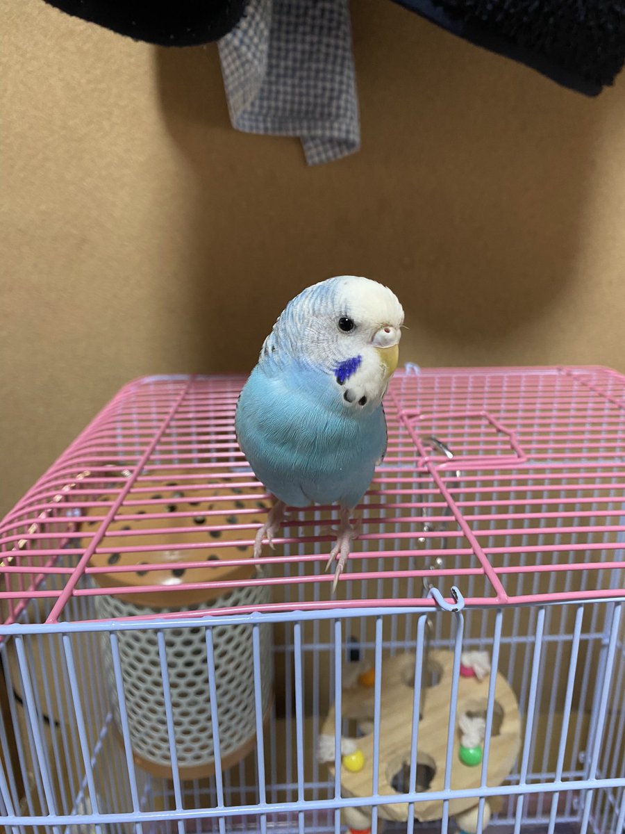 YnA1w's tweet photo. 新潟県魚沼市
本日午前11時頃飼っていたセキセイインコを母親が逃がしてしまいました。
宅配が来た時に母の肩に乗って居たそうです。見かけた見つけて保護された方いらっしゃいましたら、こちらの投稿にご連絡ください。
 #迷子ペット 
 #迷子セキセイインコ https://t.co/8nryDWHeDa