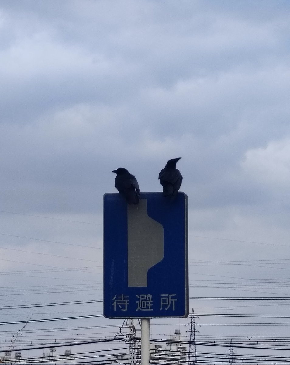 Hubble221b's tweet photo. 学校行く途中の可愛いカラス🐦‍⬛∗*

もうユリカモメ達の姿がない🥲 まだそんな暖かくないで？？カモ達はまだ泳いでた(*´`*) https://t.co/I9fEvpQARq