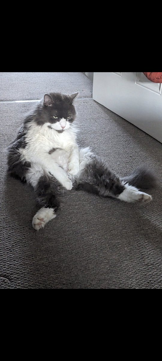 CryptShizu's tweet photo. #NyanDive 
Me waiting for a Nyan Heroes https://t.co/gHznL0x8t6