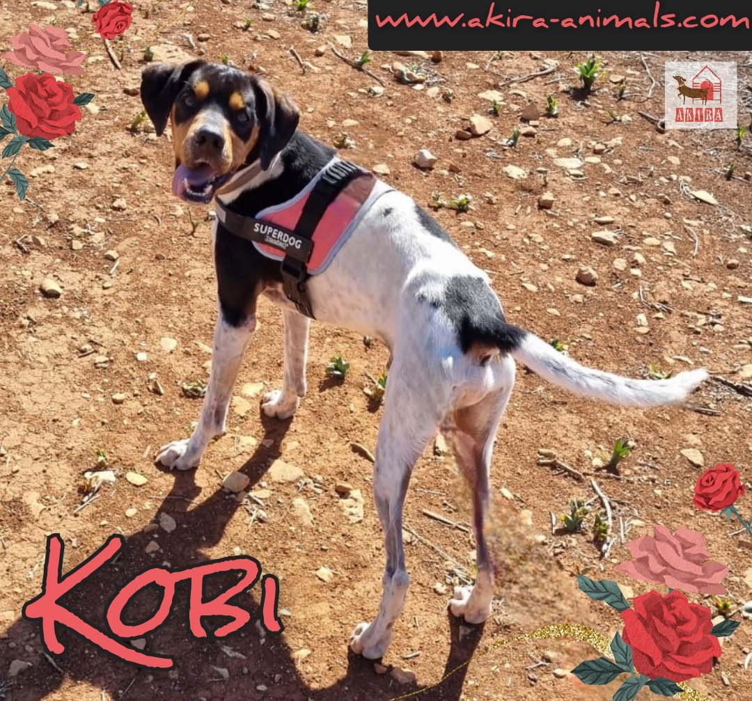 Kobi needs a forever home. He is almost 4 years old and arrived to use very thin. Despite this he is very loving #teamzay #rehomehour #k9hour @LisaClareRead2 @MillieOTLFP @Nightowl400 @Marlene59165254 @catgirl321