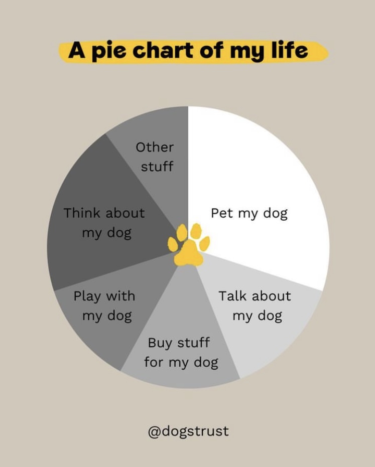 Hands up if you're obsessed with your dog?🙋‍♂️🥰⁣ ⁣ It's the daily routines that we share with our dogs that make our bond so special. We're here to protect that bond because we believe #ADogIsForLife. 💛