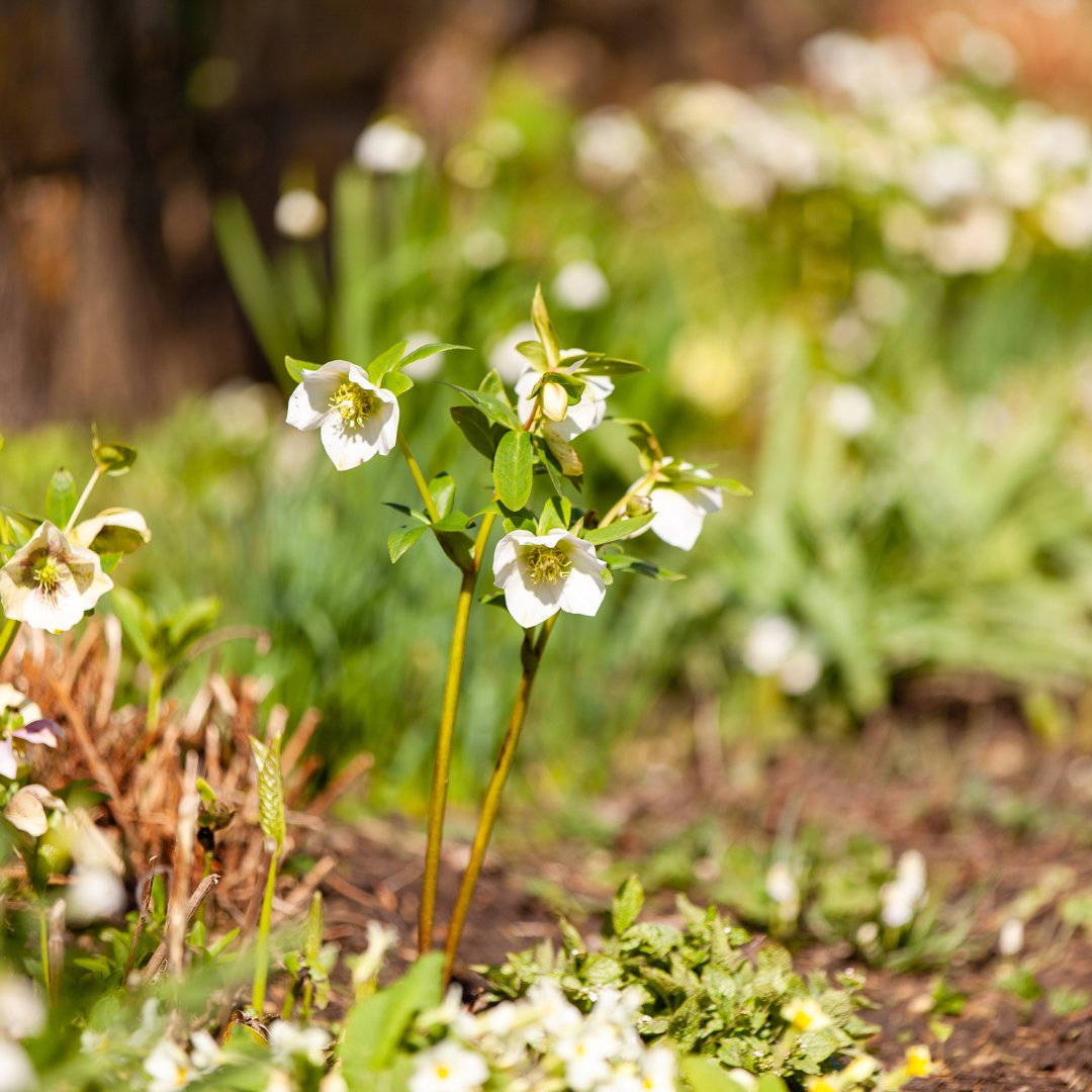 Our spring flowers are bringing a burst of colour. 

Come and enjoy the daffodils and narcissi galore, crocuses are hellebores. 

#sulgravemanor #sulgravemanorgarden #historichouses #thingstodonorthants #thingstodonorthamptonshire #springflowers
