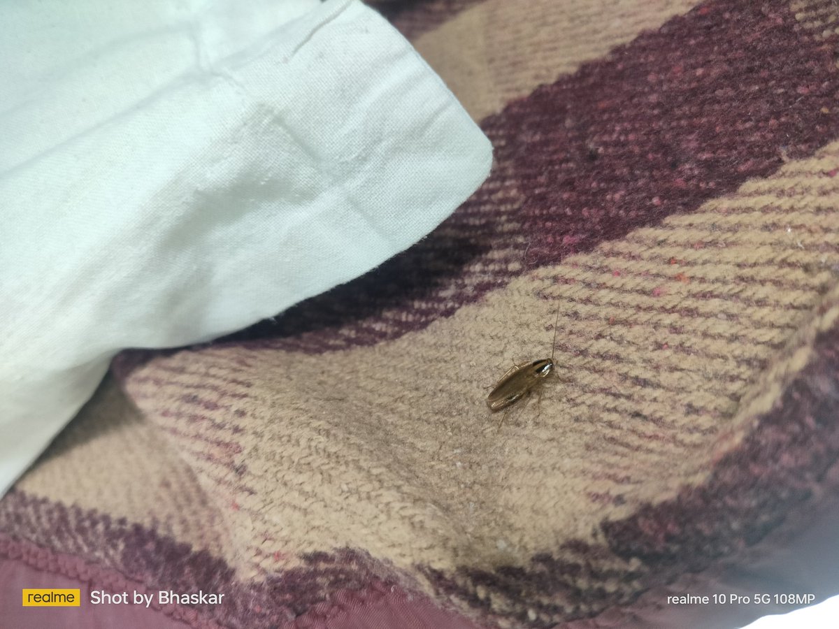 Sarkar2bhaskar's tweet photo. Lot's Of Small Coackroaches are there in every seat . Please Do the Needful.
Train No - 15483
PNR NO - 6532887065
Coach No - B3
Seat No - 21
Mobile No - 7074797179
@RailwaySeva @AshwiniVaishnaw https://t.co/KrHi7Odi1R