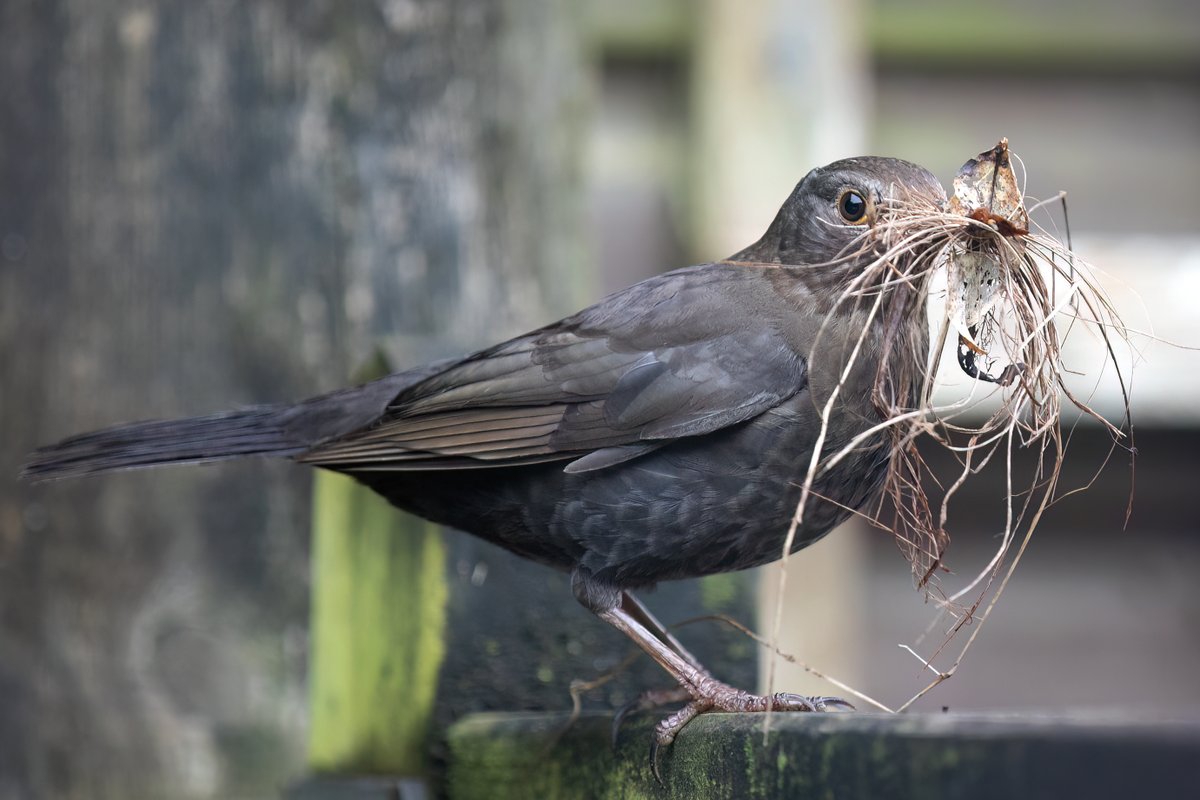 It could be a cold spring at Stables Cottage; the blackbirds are back building their nest atop of the log store again 🙂