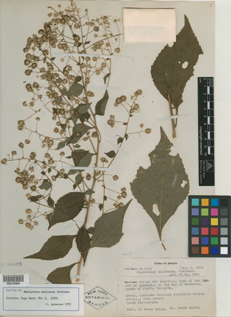 New York Botanical Garden tweet media