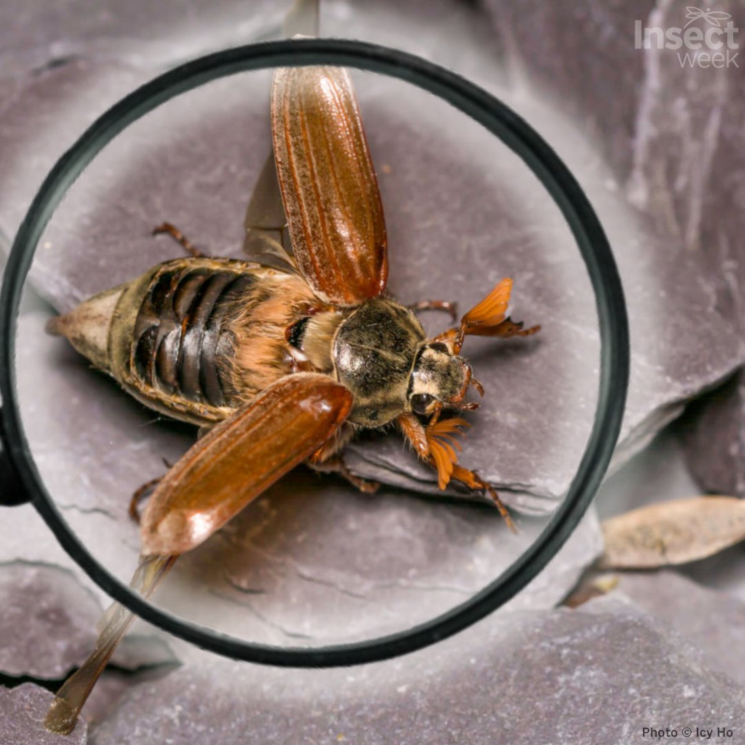 Help keep track of #insects in the UK 🦋 Get involved in #BiologicalRecording to understand more about the #habitats and #distributions of insect species.

Learn more:
insectweek.org/discover-insec…

<a href="/iRecordWildlife/">iRecord</a> #BiologicalRecording #Phenology #Ecology #RecordInsects #BioRecording