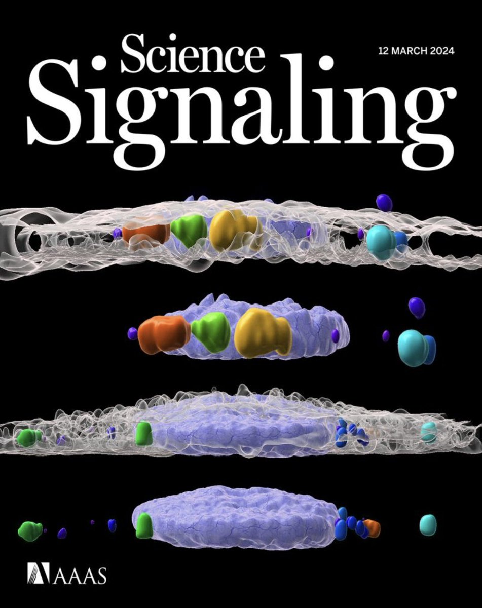 New issue of #ScienceSignaling 

Research illustrates how protein-laden vesicles from the “architects of cancer pathogenesis” shape the tumor microenvironment, the phospholipid PI4P can enhance the activation of the key immune mediator STING, and more.

scim.ag/6bZ