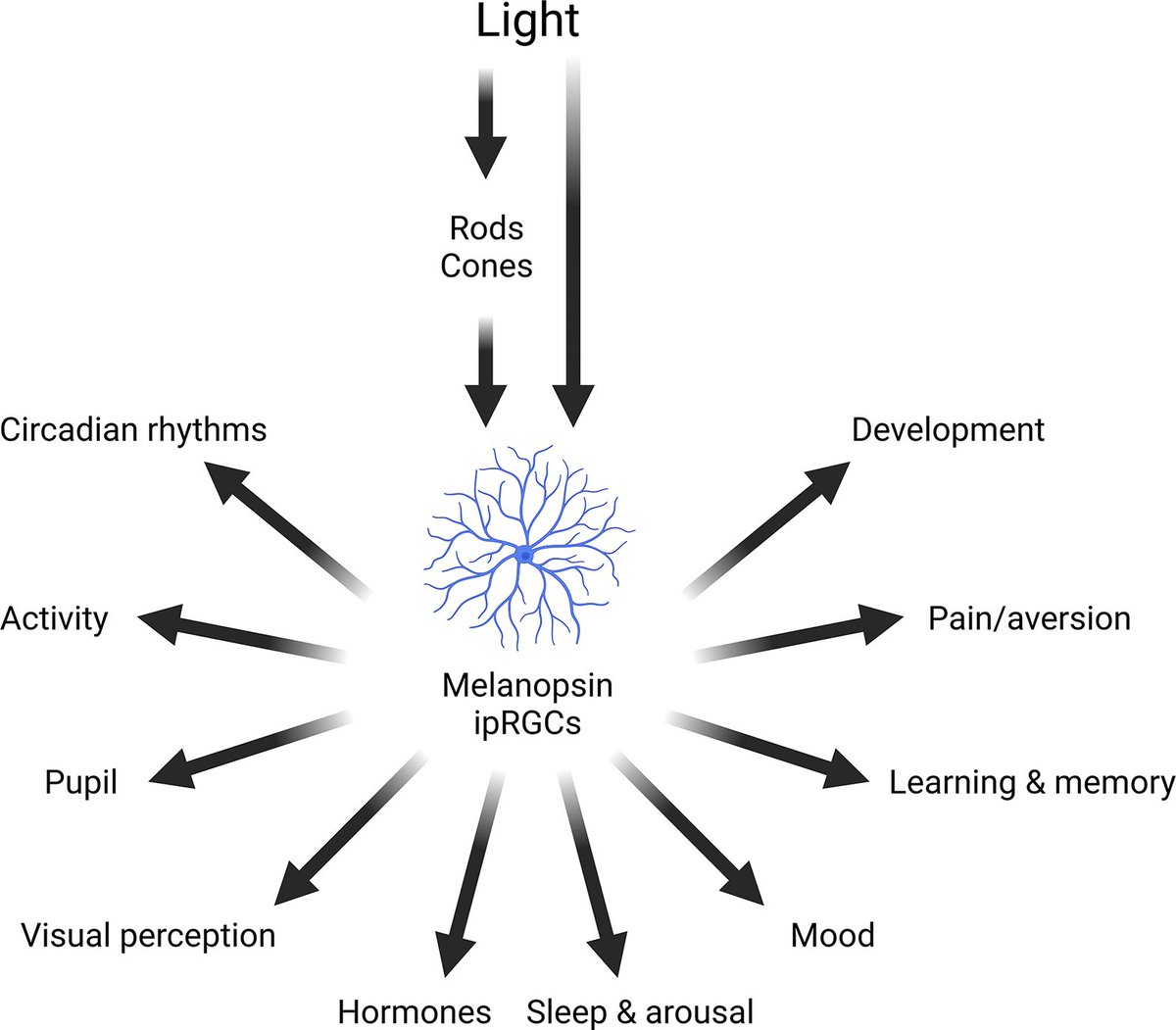 Lighting conditions for lab mammals are currently set according to the sensitivity of human #vision. This Consensus View defines alternative ‘animal-centric’ metrics and provides guidance for their use in #research to improve animal #welfare. plos.io/3PlK36N