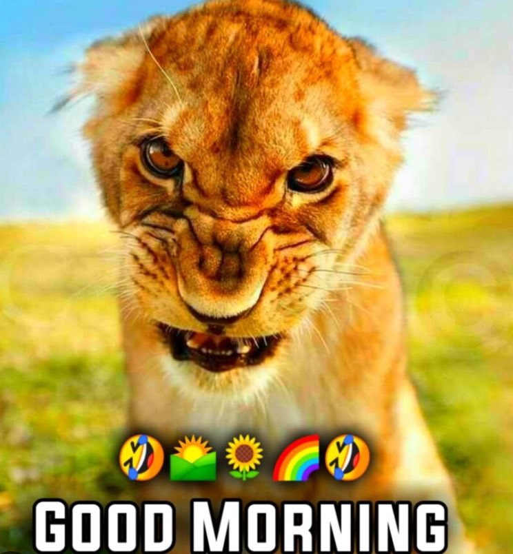 Good roaring 🙄🤩🤣 

#mornvibes #LionUp #Wednesday #Grrrrr #GoGetEm