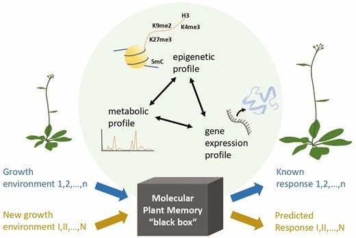 ♻️ Plant environmental memory: implications, mechanisms and opportunities for plant scientists and beyond by @gabyplantbio and co-authors. Full #openaccess 👉 bit.ly/3pivhDY