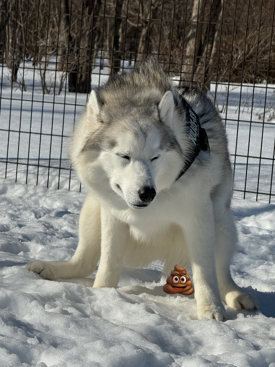 Siberianhakusky's tweet photo. まるでサーフィンしてるかのようなウンチングスタイル💩 https://t.co/xNx9z8dbum