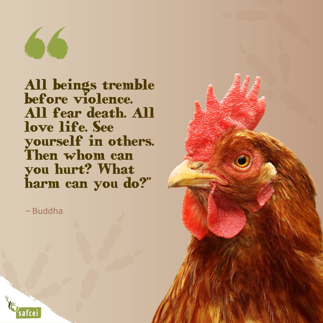 'Do unto others as you would have them do unto you' is precisely the message echoed by this Buddhist quote! Join our FAN: safcei.org/project/cage-f… #CageFree #CageFreeSA #VoiceForChickens #AnimalAdvocacy #AnimalRights #AnimalWelfare #BeTheChange #Bhudda