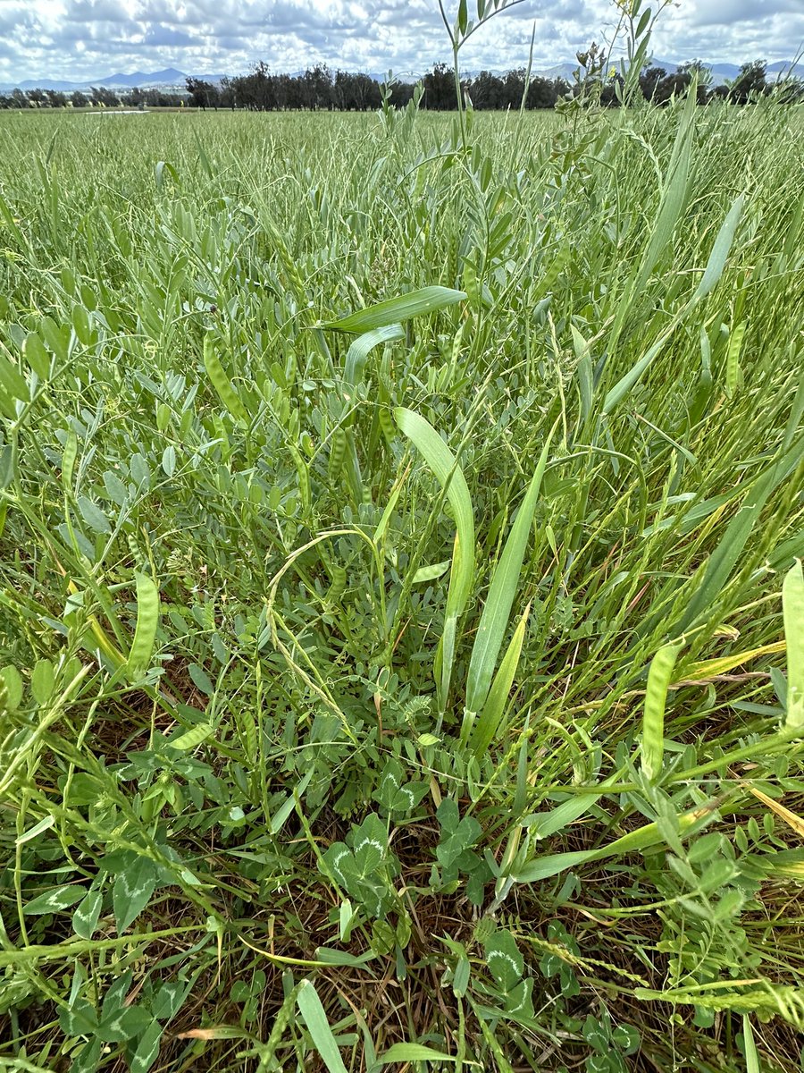 Grassroots Agronomy tweet media