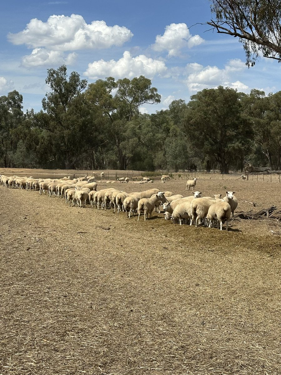 Grassroots Agronomy tweet media
