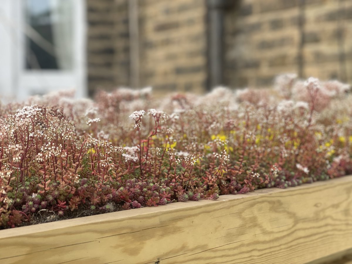 Embrace nature with green roofs to enhance biodiversity and create a greener environment. 🏡 Ready to make a positive impact? Click here: wix.to/J0oWeaW #Environment #GreenLiving #gardendesign #eastlondon #northlondon #E5 #E11 #N5 #E9 #E8