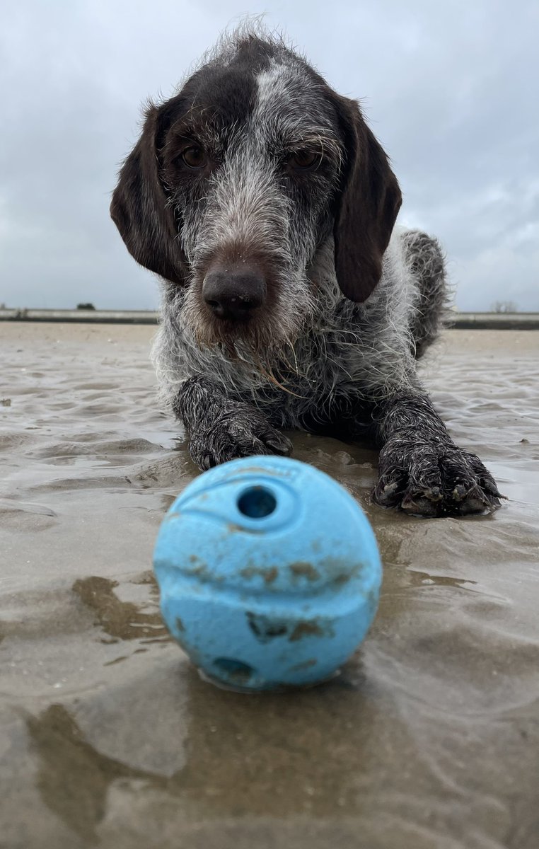 Posh treasure #seagods @chuckitfetchgamesuk #treasure #beachfinds #free #recycle #happy #ball #blue #seadog #beachdig #adventure #outdoors #seastheday #dog #dogsofinstagram #love #find #dogsoftwitter