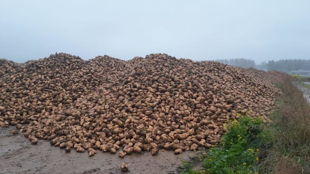 La coopérative sucrière <a href="/Tereos/">Tereos</a> a mis en place 5 mesures pour accompagner ses planteurs, à la suite d’une campagne 2023-2024 perturbée par les mauvaises conditions climatiques.
agrodistribution.fr/actualites-str…