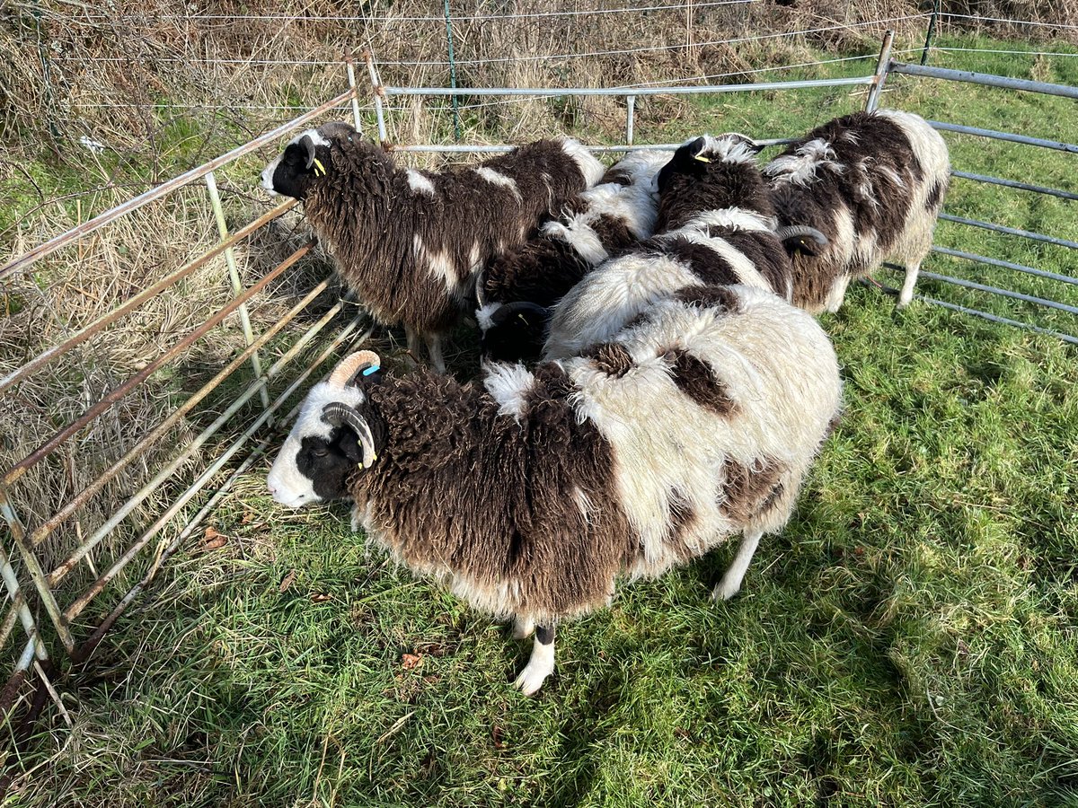 S F Jones 〓〓 (@sfjoness) on Twitter photo Getting all the brambles of the sheep, the buggers love them! Getting all the brambles of the sheep, the buggers love them!