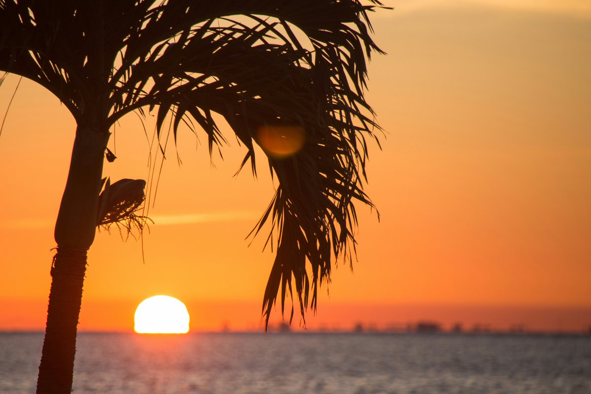 Montez96's tweet photo. Embrace The Sunshine State

- Endless Coastlines
- Waterfront Lifestyle 
- Tropical Climate
- Thriving Innovation
- Vibrant Culture 

Make every day a vacation living the Florida dream. 

#LuxuryLifestyle #Florida https://t.co/RTqYCnkd8f