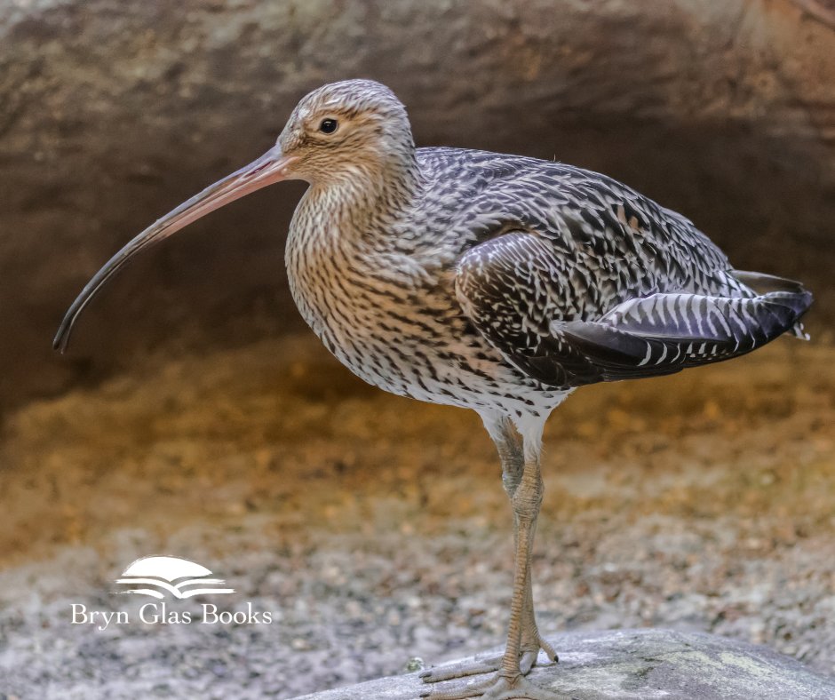 Gillian Paschkes-Bell (@thebrynglasblog) on Twitter photo Euros took us, valley by valley, into the Cambrian Mountains, where he invited us to stop to hear the pure, ringing call of the curlew … From my latest <a href="/theBrynGlasBlog/">Gillian Paschkes-Bell</a> post, Worldʼs End. Euros took us, valley by valley, into the Cambrian Mountains, where he invited us to stop to hear the pure, ringing call of the curlew … From my latest <a href="/theBrynGlasBlog/">Gillian Paschkes-Bell</a> post, Worldʼs End.