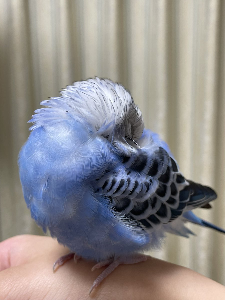 ルリよく食べてよく寝てる？