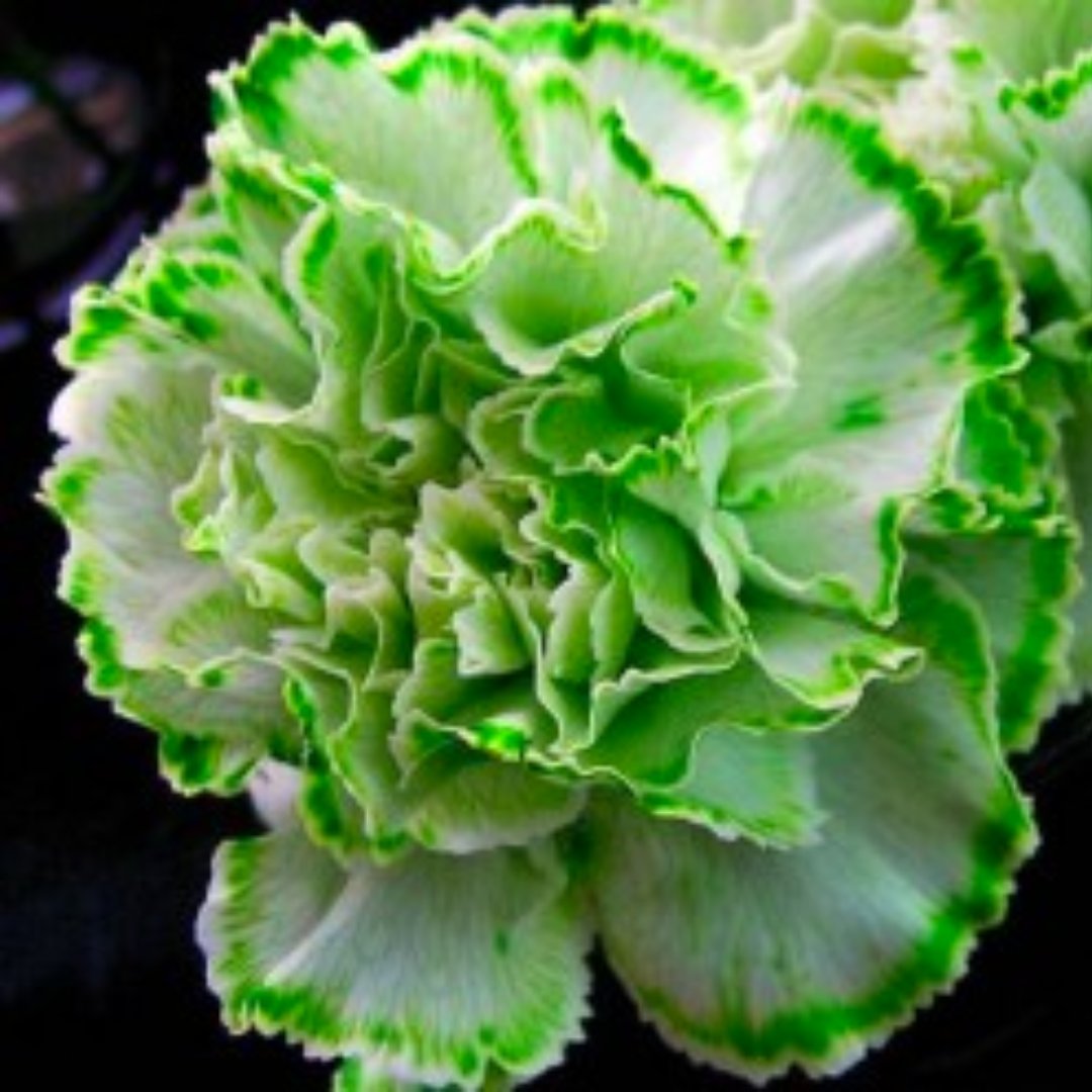 FusionMuse tweet media