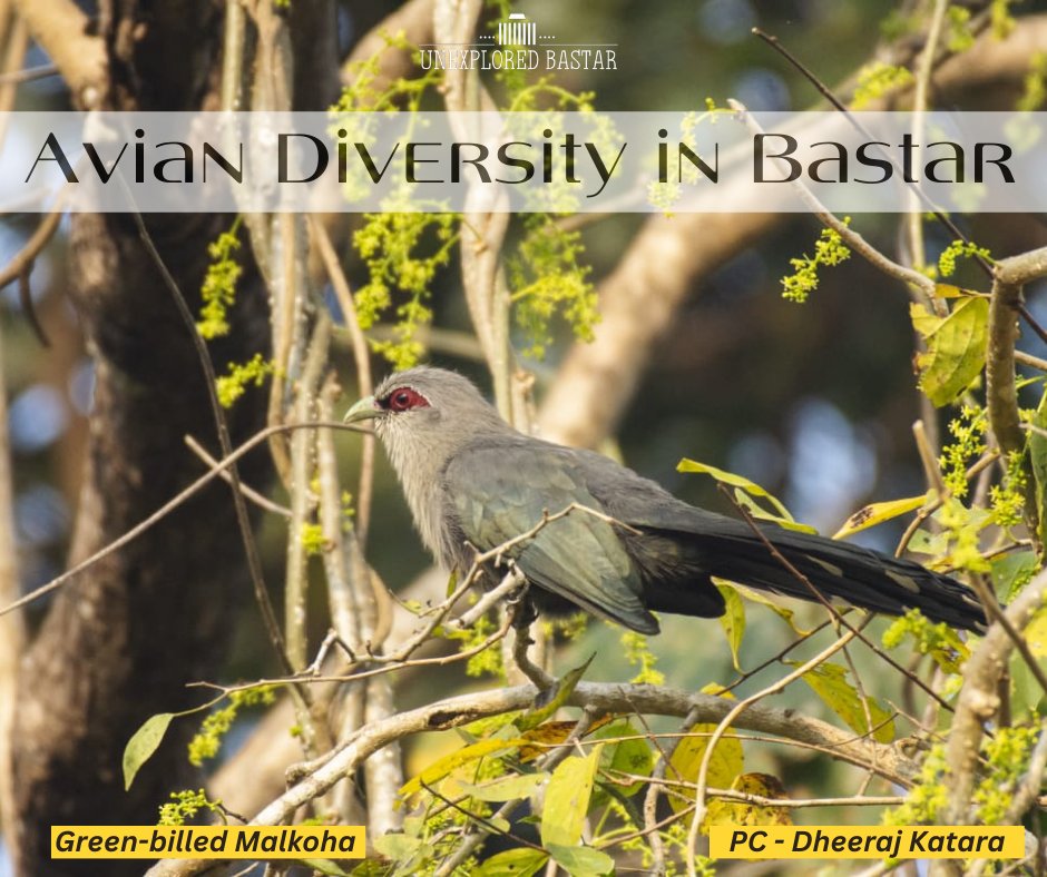 Unexplored Bastar tweet media