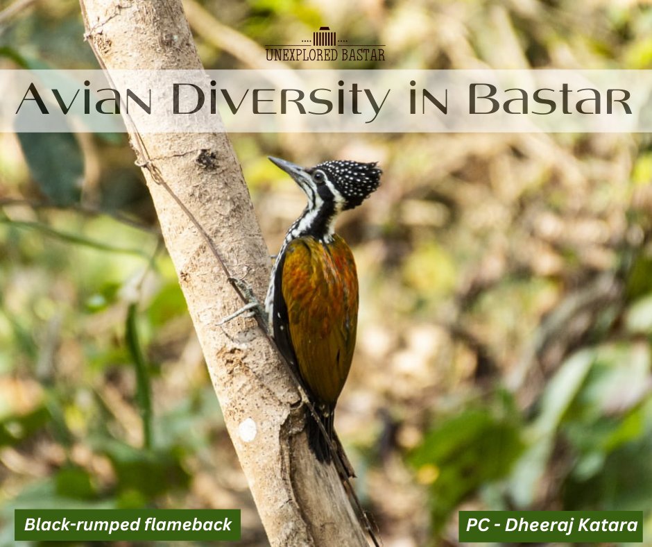 Unexplored Bastar tweet media