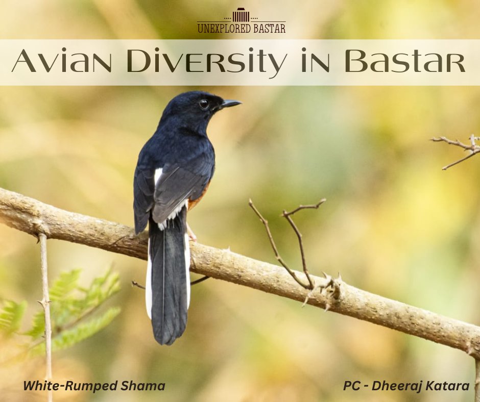 Unexplored Bastar tweet media