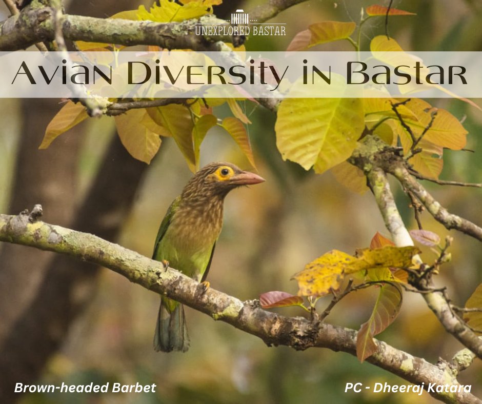 Unexplored Bastar tweet media