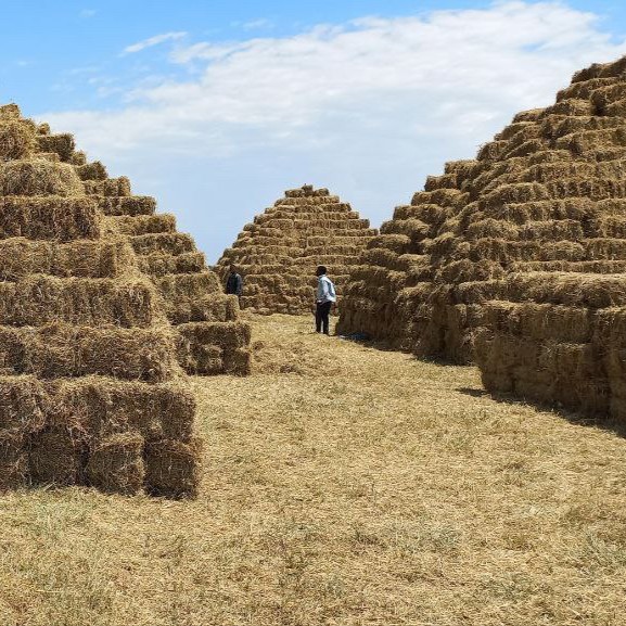 FarmAfrica's tweet photo. 📣Good news alert! 

In 2022, with support from @SweinEthiopia and Farm Africa, a local co-op was set up to rejuvenate the degraded Desta Abijata rangelands. 🇪🇹

Just look at the abundance of natural animal fodder they are now sustainably producing! 🐂💵🦋 https://t.co/bV7APEEefm