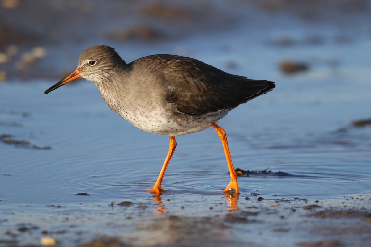 Dream job alert! Would you like to spend the summer helping the endangered shorebirds of Northumberland? 🐦‍⬛🪶 Then look no further! bit.ly/4cgSjPw ⁦⁦@NE_Northumbria @lindisfarne_nnr @ForShorebirds @coast_care Please RT to spread the word, thank you 🤗