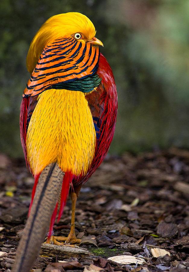 theflorafiona's tweet photo. Golden Pheasant (Chrysolophus pictus)❤️🖤💛 https://t.co/QZjeGGhz0W
