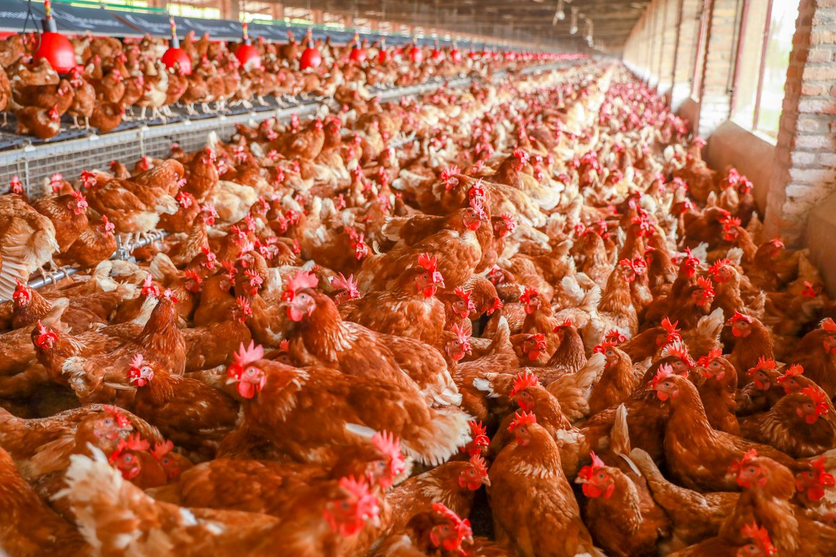 EcoAgriMedia's tweet photo. Poultry farming can be profitable when managed properly. Here are 3 major aspects that influence the profitability of poultry farming:
1. Efficient Management methods are critical for increasing profitability in poultry production.. 
#AgEnvlit #Agirite  #Thread 
📸:@RwandaAgri https://t.co/d58kDXkdEW