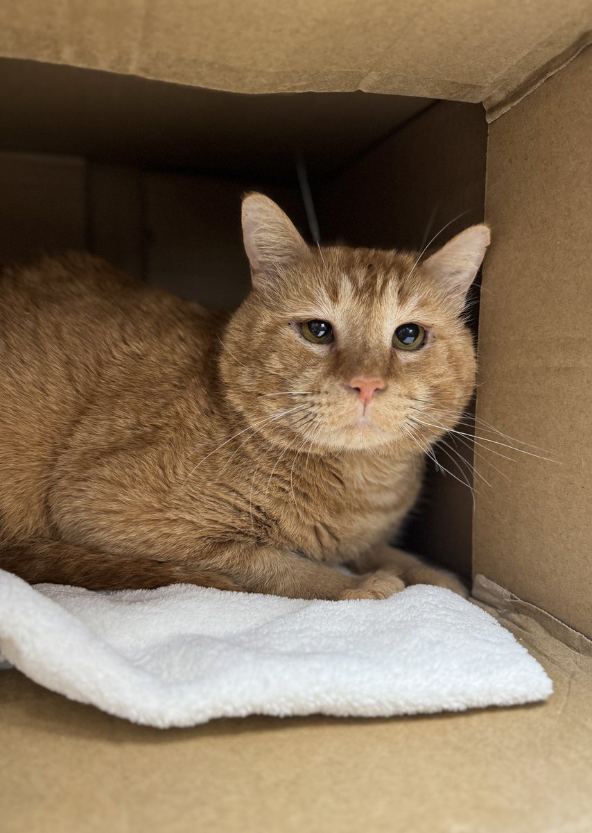 PSPCA's tweet image. There's no other way to put it - Brian is sad.

It's been 5 months since he has been looking for a forever home and with every day that passes, we can see the light in his eye dim little by little.

We know his people are out there somewhere. We hope they find him today.