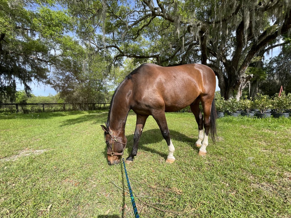 Doing a little camping at the horse show 🙌 Teddy’s still got it going on ❤️