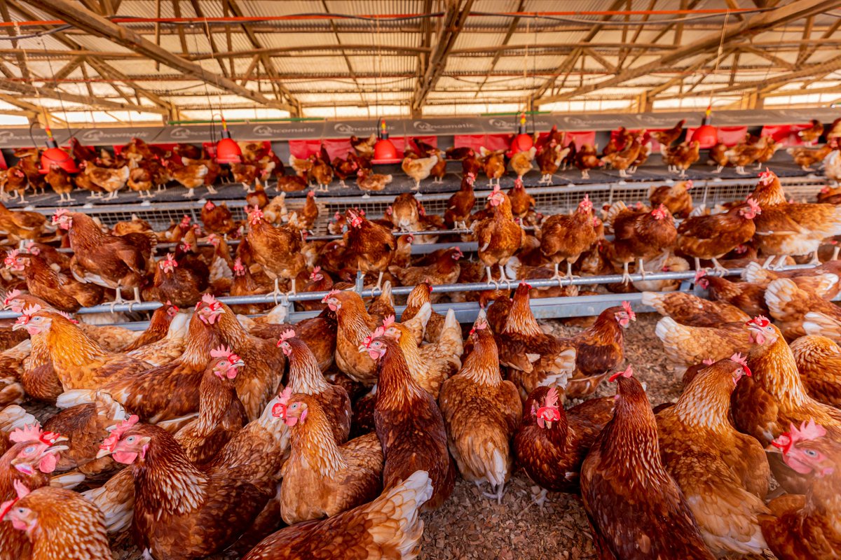 EcoAgriMedia's tweet photo. Poultry farming can be profitable when managed properly. Here are 3 major aspects that influence the profitability of poultry farming:
1. Efficient Management methods are critical for increasing profitability in poultry production.. 
#AgEnvlit #Agirite  #Thread 
📸:@RwandaAgri https://t.co/d58kDXkdEW
