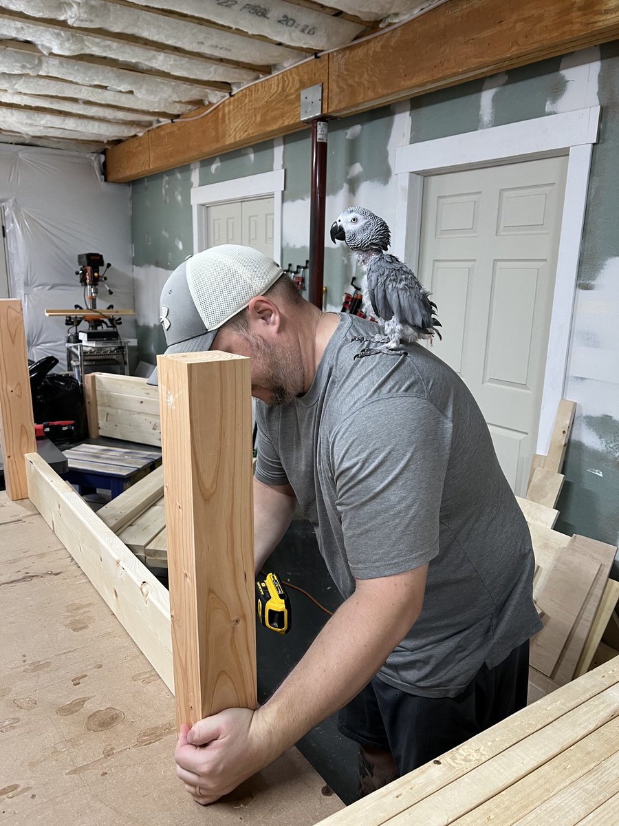 People always ask where Poppy is… welp if I’m home, it’s probably on my shoulder. Even when trying to get work done heh.