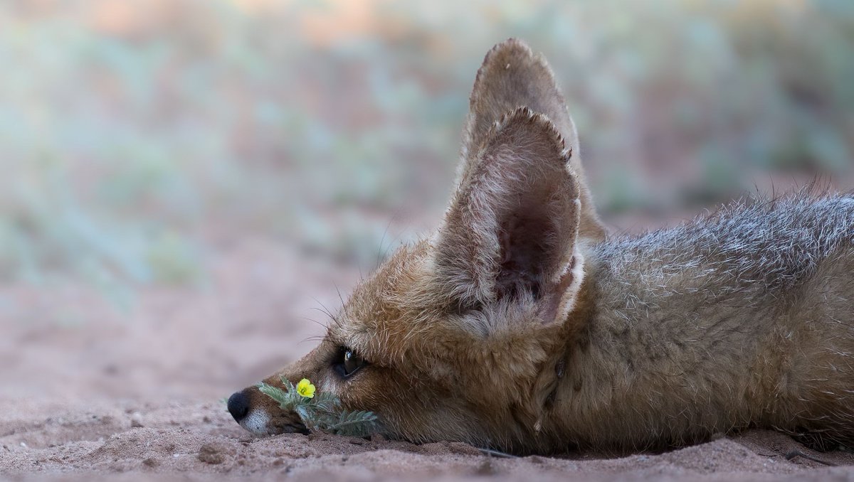 Tswalu's tweet photo. The only thing to do on a hot summer's day is to conserve energy like this young Cape fox resting in the devil's thorn creeper. #Tswalu #SummerSafari #CapeFox https://t.co/jITlhj8V8m